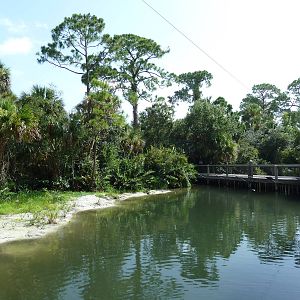 Wild Florida - American Alligator Swamp
