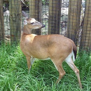 Wild Florida - White-Tailed Deer