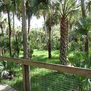 Wild Florida - White-Tailed Deer/Sandhill Crane Exhibit