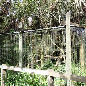 Wild Florida - Bobcat Exhibit