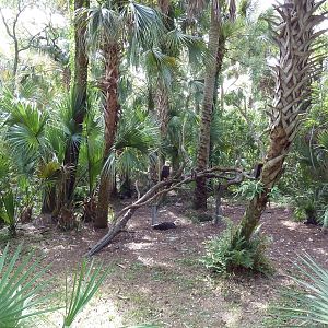 Wild Florida - Bald Eagle Exhibit