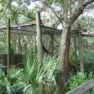 Wild Florida - Gray Fox Exhibit