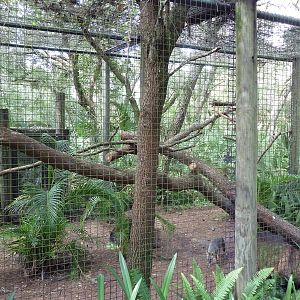 Wild Florida - Gray Fox Exhibit