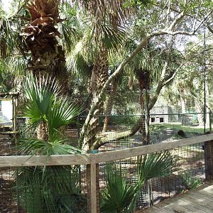 Wild Florida - Red Wolf Exhibit