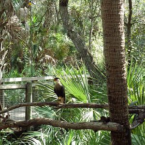 Wild Florida - Crested Caracara