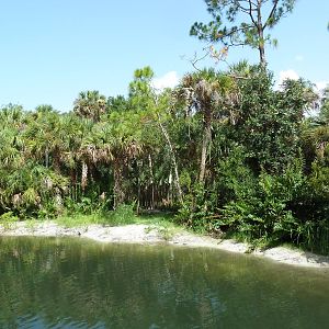 South America - American Crocodile Swamp