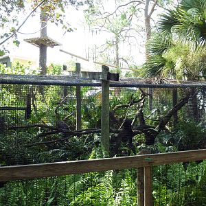 South America - White-Faced Saki/Green Iguana Exhibit