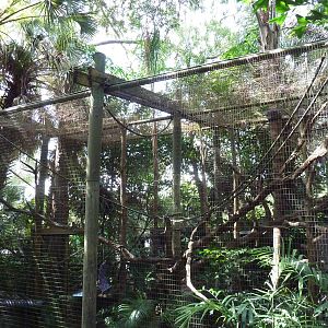 South America - Golden-Headed Lion Tamarin/Red-Footed Tortoise Exhibit