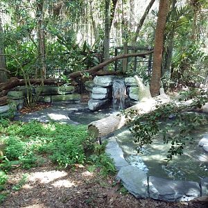 South America - Jaguar Exhibit