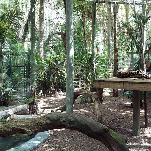 South America - Jaguar Exhibit
