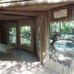 South America - Jaguar Exhibit