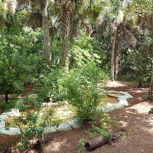 South America - Giant Anteater Exhibit