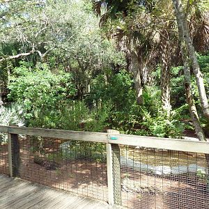South America - Giant Anteater Exhibit