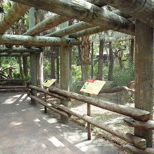South America - A Trio of Vulture Exhibits