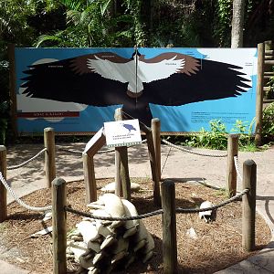 South America - Wings Sign + Fake Armadillo Carcasses