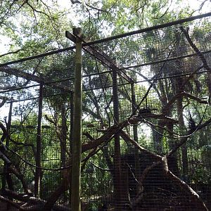 South America - Spider Monkey Exhibit