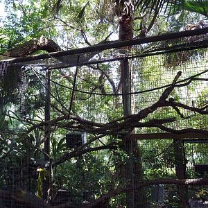 South America - Cotton-Top Tamarin Exhibit