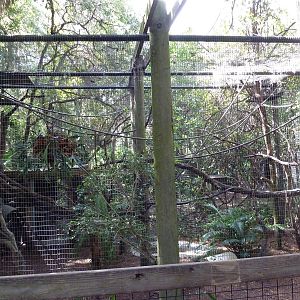 South America - Mixed-Species Exhibit (4 Species)