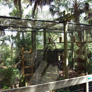 South America - Coati Exhibit