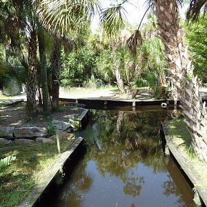 South America - Baird's Tapir Exhibit