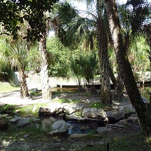 South America - Baird's Tapir Exhibit