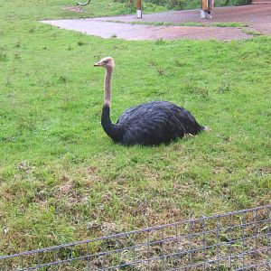 North African Ostrich
