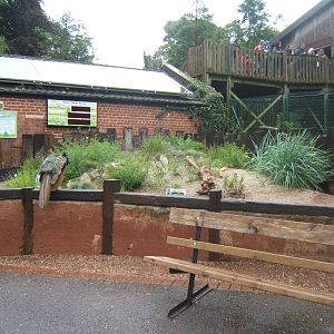 View of what will be the new Sand lizard exhibit