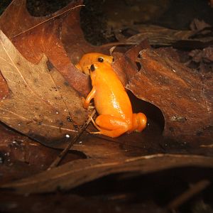 Golden Mantella`s