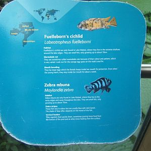 Sign for Fish in the Crocodile Swamp