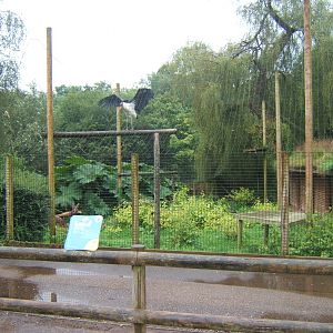 View of Marabou Stork Aviary