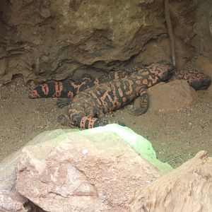 Gila Monster