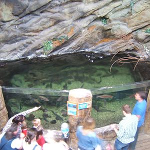 View of Diving Duck exhibit