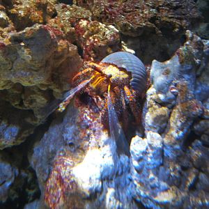 Hermit Crab