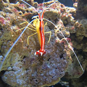 Cleaner Shrimp
