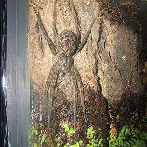 Okefenkee Fishing Spider