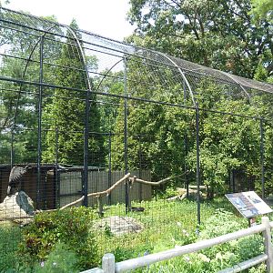Andean Condor Exhibit