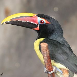 Green Aracari or Green Araçari (Pteroglossus viridis)