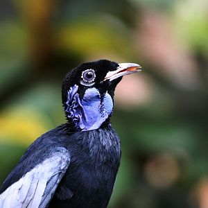 Bare-necked Fruitcrow (Gymnoderus foetidus) - male