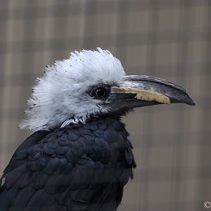 White-crested Hornbill (Tropicranus albocristatus)