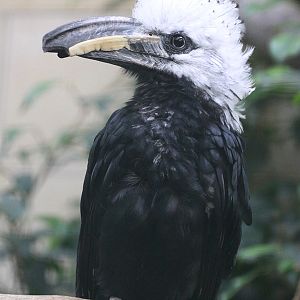 White-crested Hornbill (Tropicranus albocristatus)
