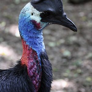 Dwarf Cassowary (Casuarius bennetti westermanni / Casuarius bennetti papuan