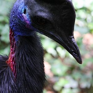 Dwarf Cassowary (Casuarius bennetti hecki)