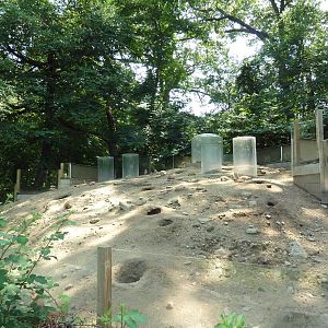 Black-Tailed Prairie Dog Exhibit
