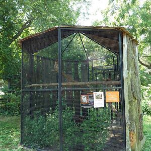 Barred Owl Exhibit
