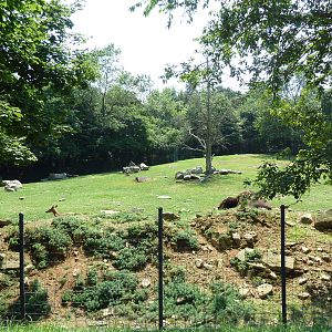 Bison/White-Tailed Deer Exhibit