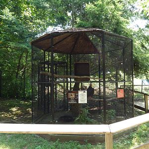 Turkey Vulture Exhibit