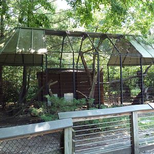 Canadian Lynx Exhibit