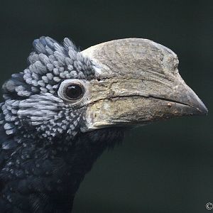 Silvery-cheeked Hornbill (Bycanistes brevis)
