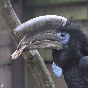 Black-casqued Wattled Hornbill or Black-casqued Hornbill (Ceratogymna atrat