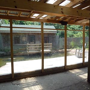 American Alligator Exhibit